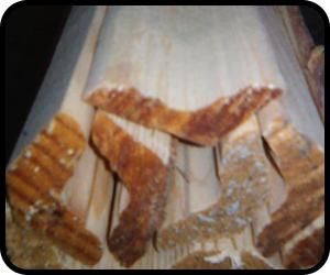 Burdur Geçer Orman Ürünleri